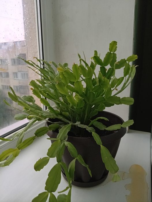 Продам домашние лечебные растения