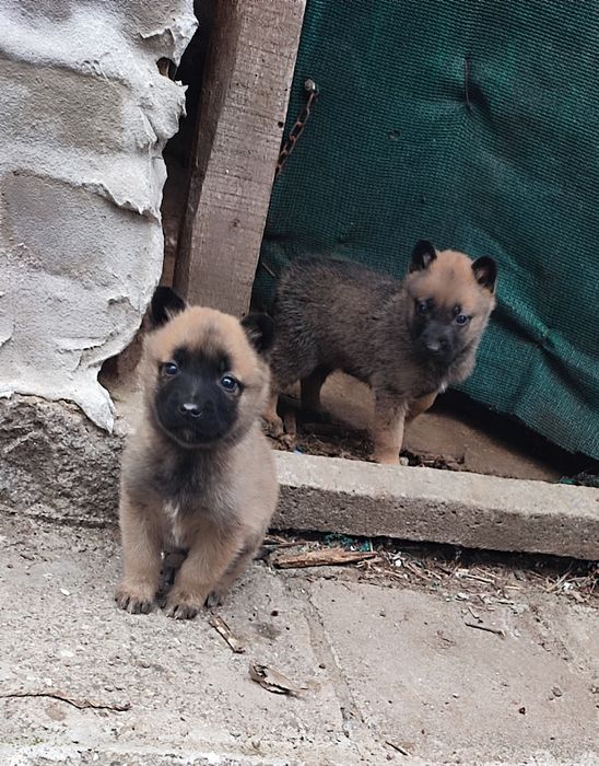 Белгийска овчарка Малиноа