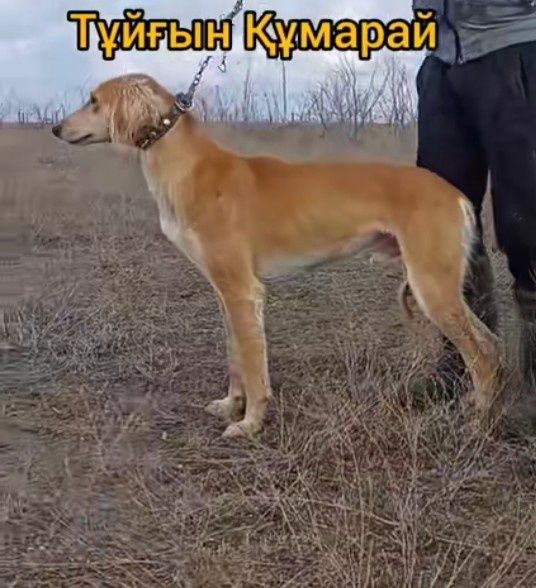 Тазы күшіктер сатылады