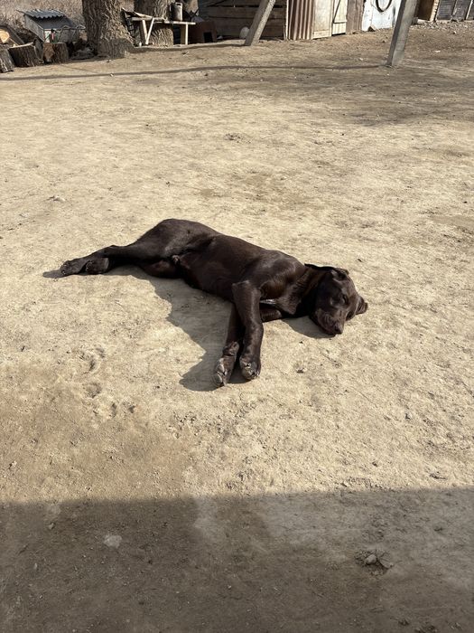 Кобель Курцхаар 7 Месячный