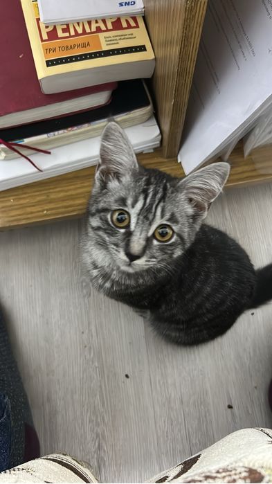 Отдам котенка в хорошие руки
