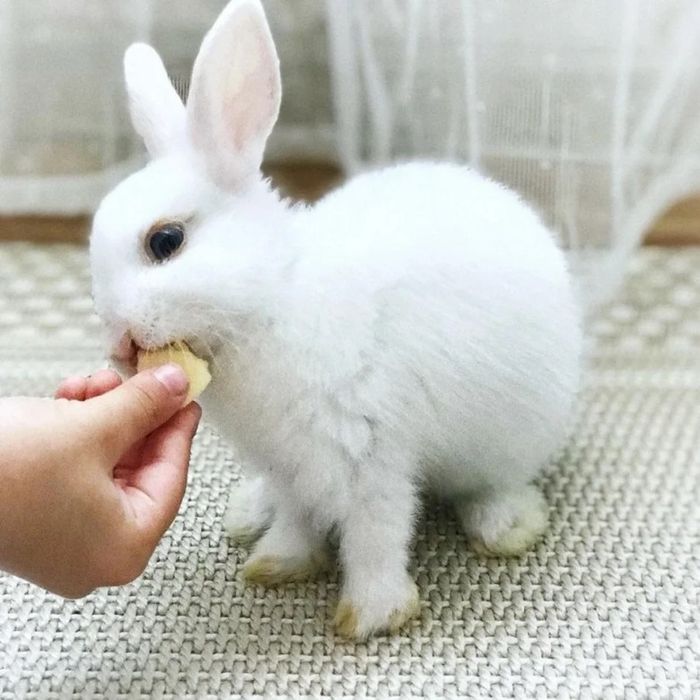 Отдам Карликовый кролик