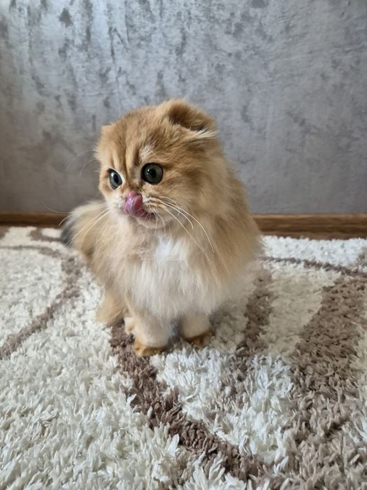 Золотая шиншилла