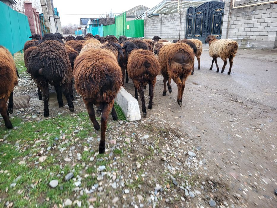 Қошқар,қошқарлар,Бараны