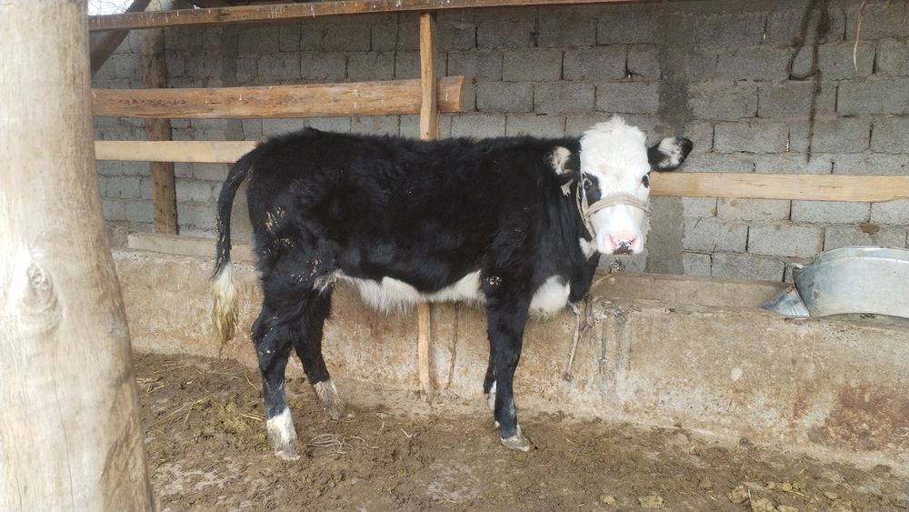 1 жасар құнажын мен ұрғашы бұзау