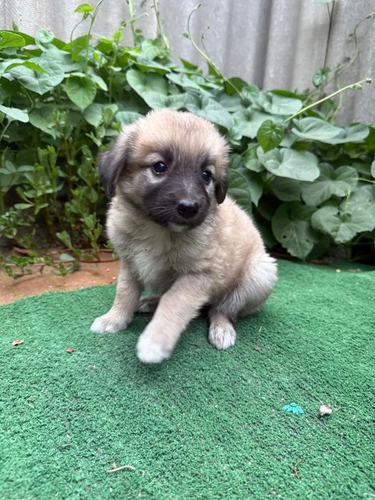 Отдам щенков в хорошие руки.