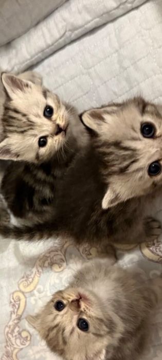 Продам котят 2''
