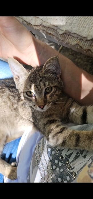 Котёнок девочка в добрые руки