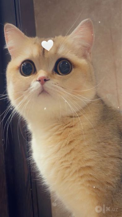Продаю свою кошку! Срочно