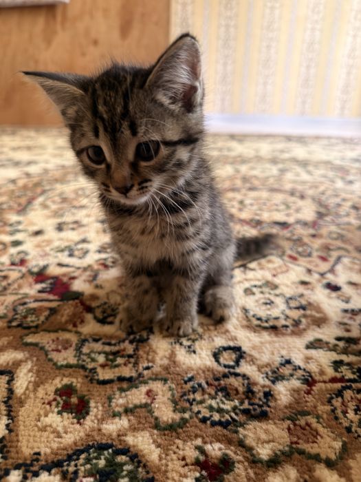 Одтам котят в хорошие руки