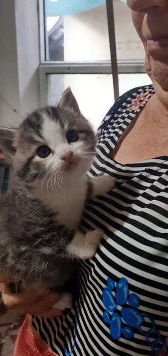 Котята в подарок