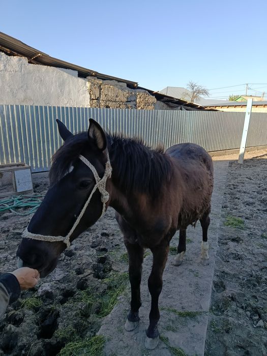 Продам жеребёнка 11 месяцев