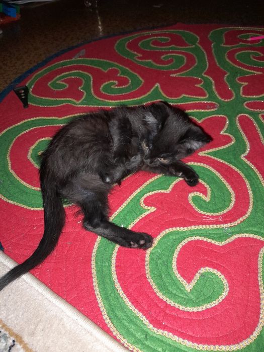 Котенок мальчик 3 месяца