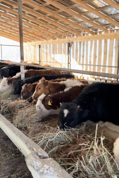 Продам бычков срочно Букалар сатамын