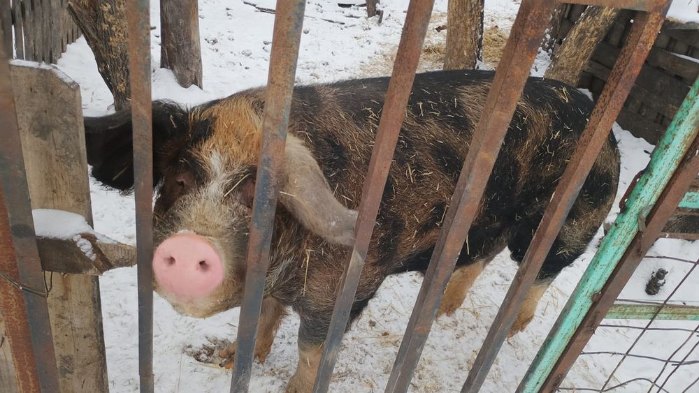 Продам кабана на племя