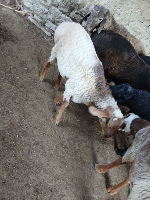 Qo'chqorlar sotiladi. Suyib ham beriladi. Navoiy