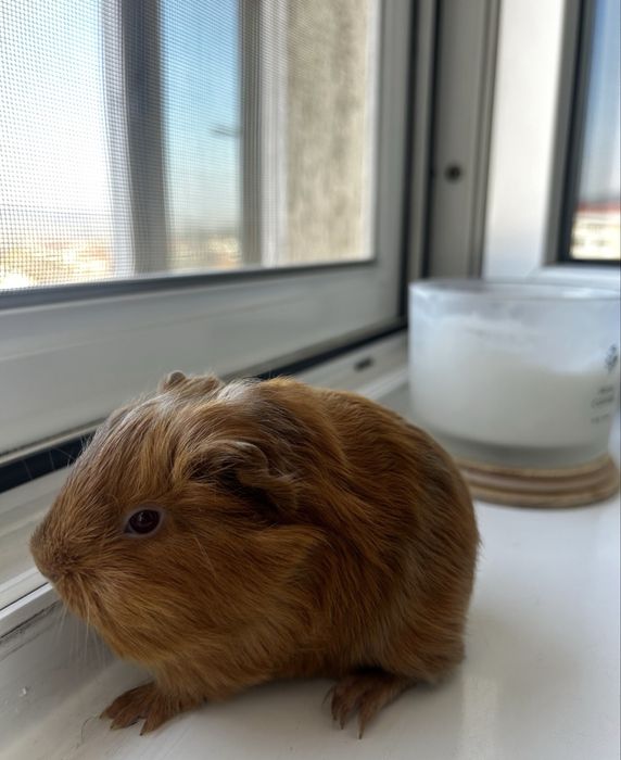 Vând porcusori de guineea 2 fete si 1 băiat