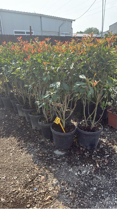 Diverse plante ornsmentale