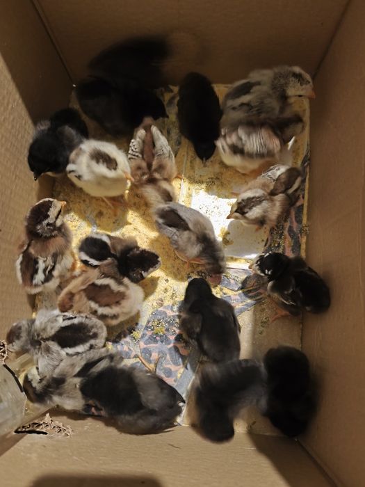 Pui de găină diferite rase amestecate