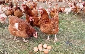 Продам кур несушек