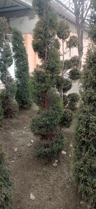 Lanshaft qilish ximati barcha koʼchatlar bor orzon. narhda va sifatlli