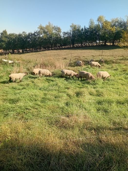 Berbec Suffolk (sufolk)