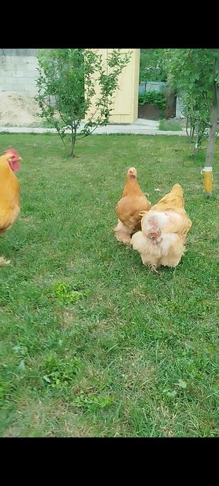 Продам семью палевого кохинхина 1+2