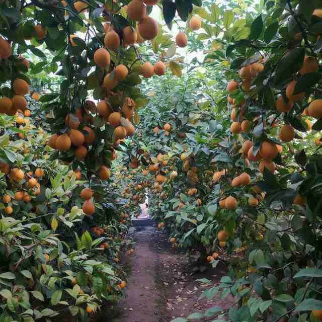 апилсин,мандарин лимон