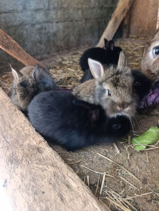 Quyon bollari sotiladi