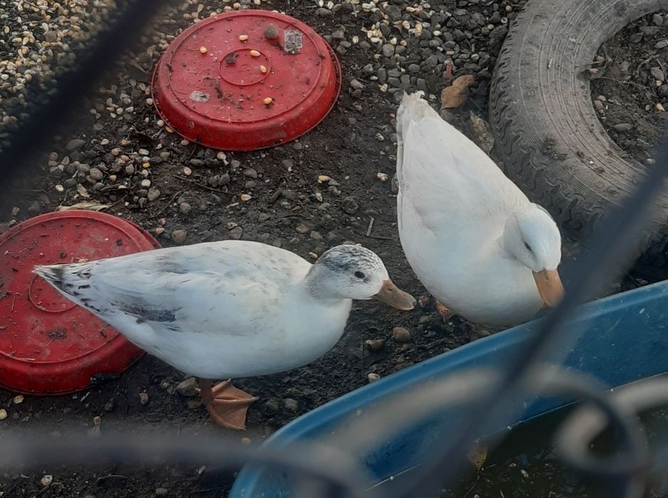 De vanzare rate pitice olandeze