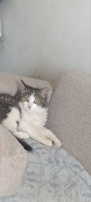 Котик в добрые руки