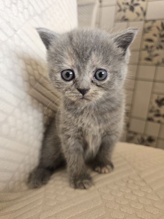 Продаются котята скотиш фолд и скотиш страйт