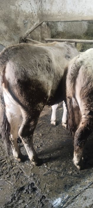 Бычек и телка продам