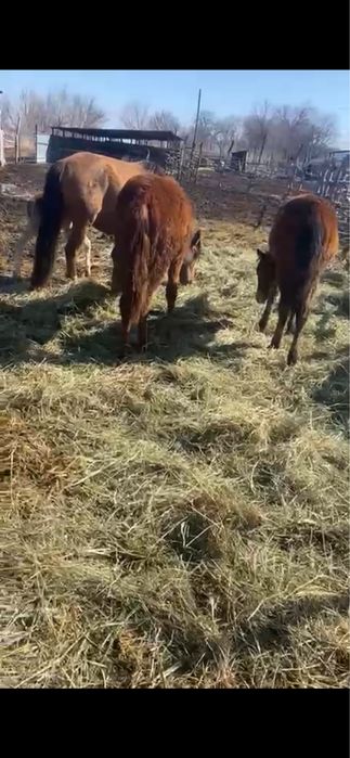 Байталдар, тайлар сатылады