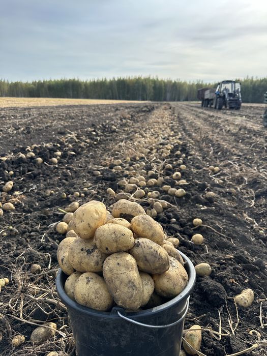Продажа Картофеля