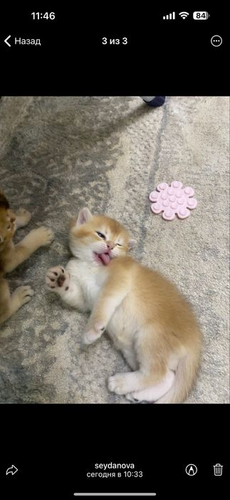 Продаются котята, шиншилла бритишь