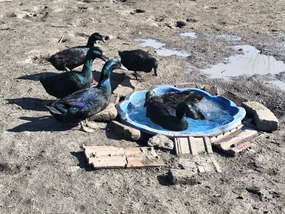 Ouă incubat Rațe Cayuga