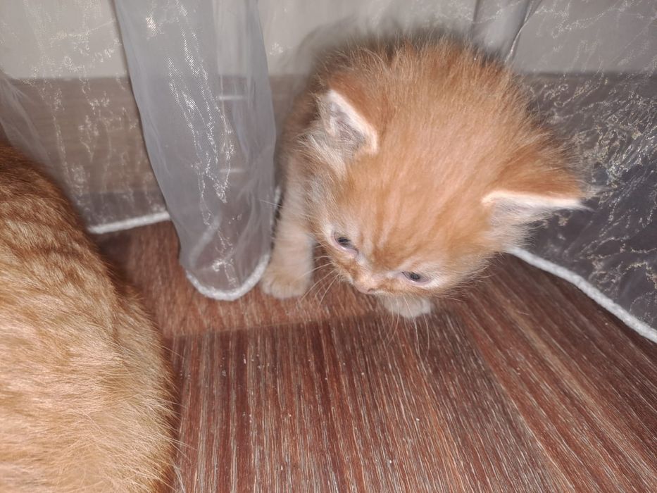 Бесплатно котята  2 месяца мальчики и девочки