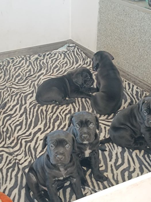 Кане Корсо чистокрувни