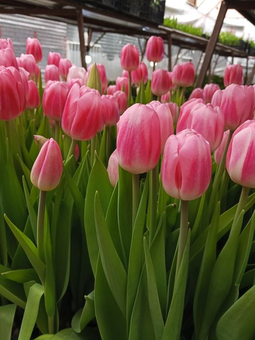 Продам тюльпаны  оптом