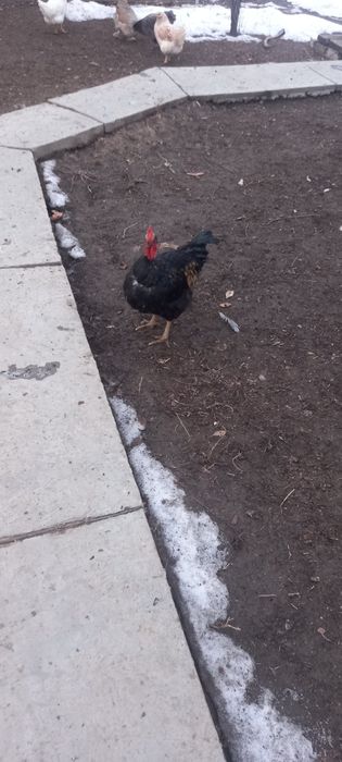 Петух  голошейка