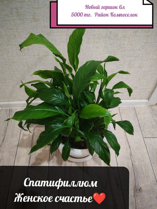 Бөлме гүлдері. Район Компоселок