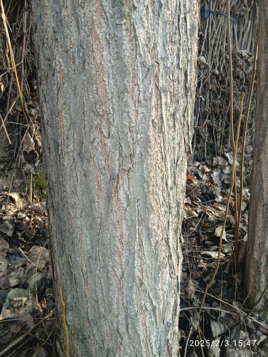 Qurilish uchun terak sotiladi