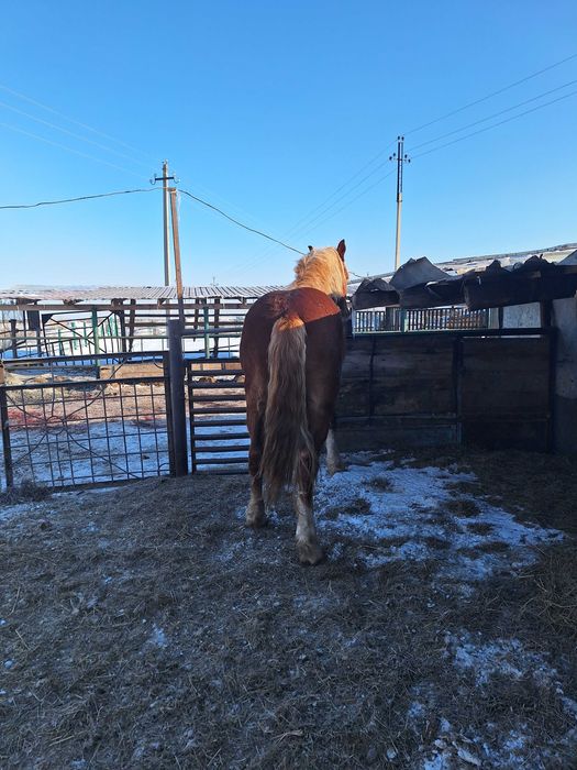 Продам жеребца .