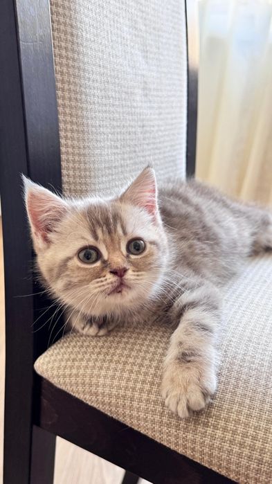 Котенок шотландский
