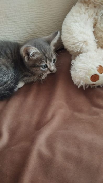 Котята в хорошие руки