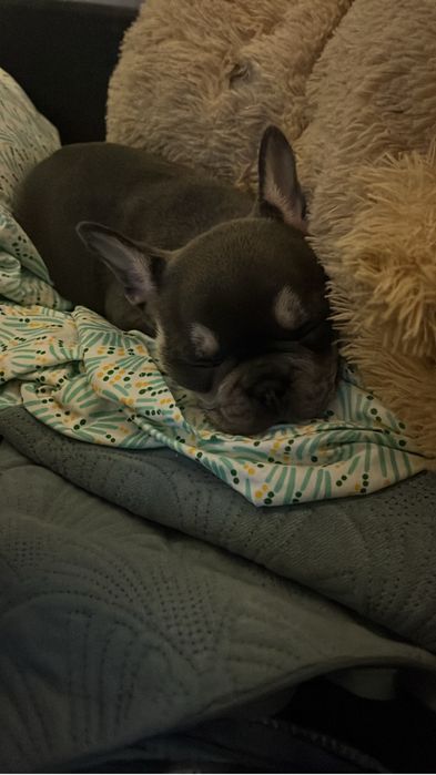Bulldog francez