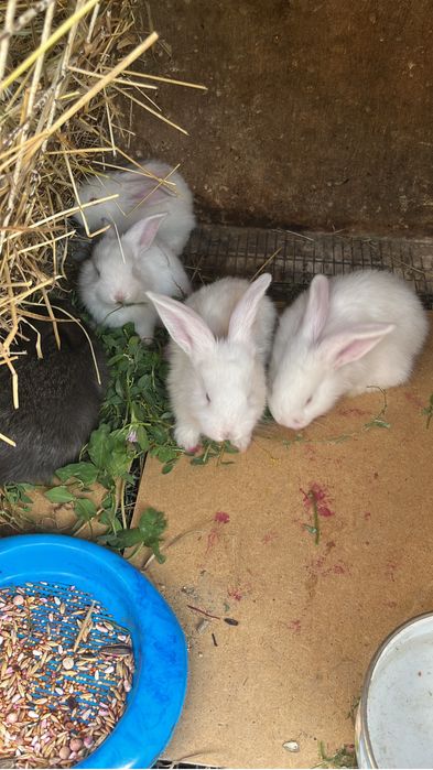 Крольчата пароды великан