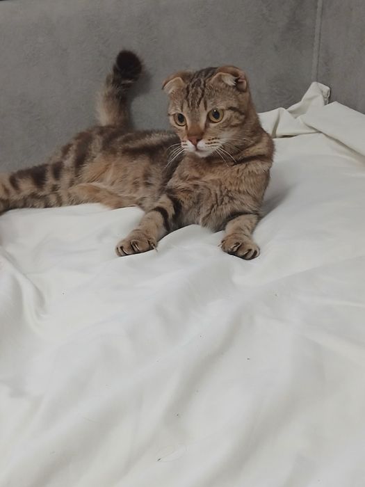 Котёнок девочка 4,5 месяца