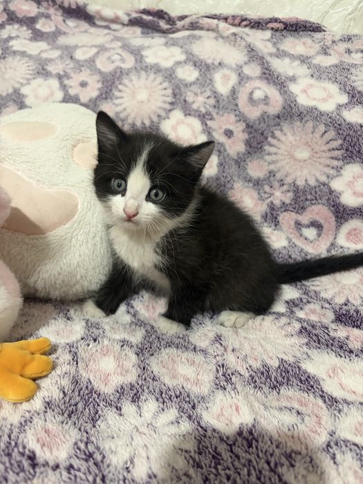 Котенок мальчик в добрые руки!